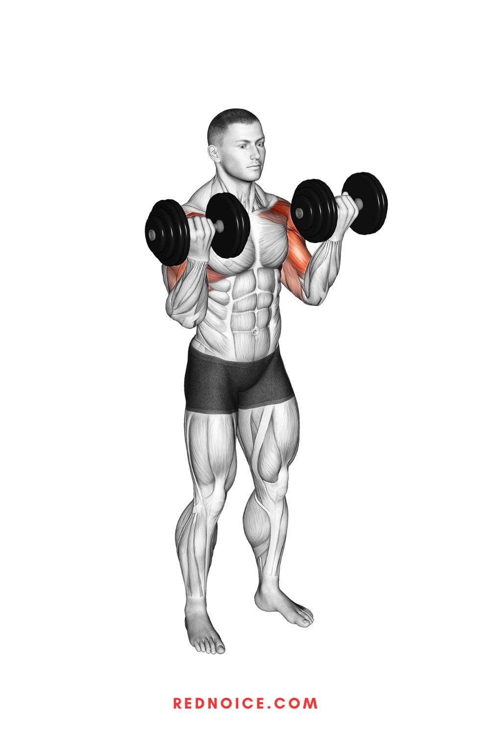 Build Muscle and Burn Fat With This 30Minute FullBody Dumbbell Workout